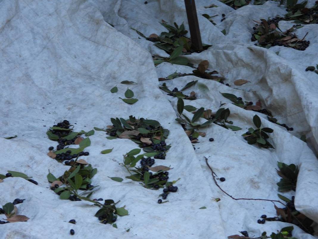 Dalında 7 lira, fabrikadan çıkınca 1500 lira! Dünyaya ihraç ediyorlar, bir köy böyle zengin oldu 17